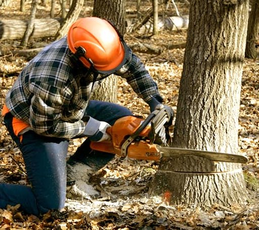 Tree Removal in Marks, MS